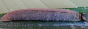 Larvae